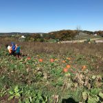 Pumpkin Picking